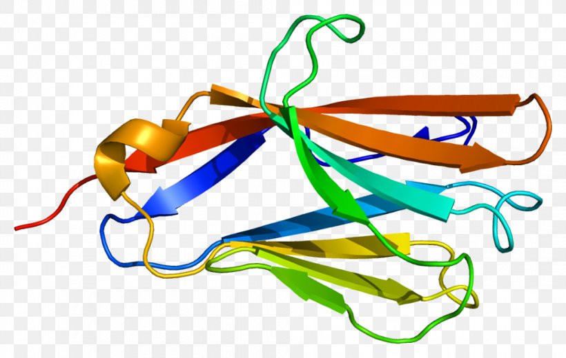 CD300LF Receptor Gene Antibody Protein, PNG, 1004x637px, Receptor, Antibody, Apoptosis, Cell, Gene Download Free