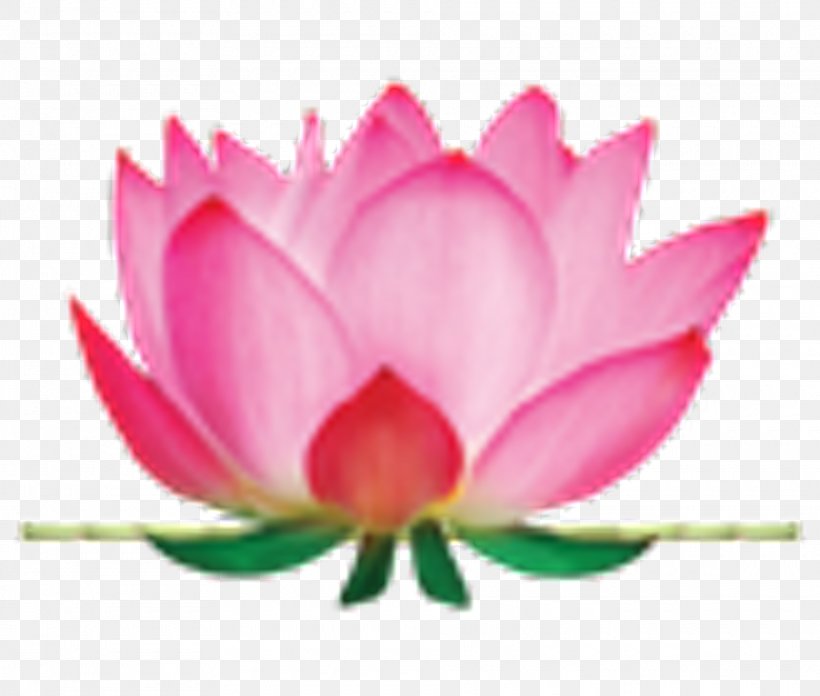 Pink Flower Cartoon, PNG, 1920x1630px, Cleaning, Aquatic Plant, Flower, Foodservice, Health Download Free