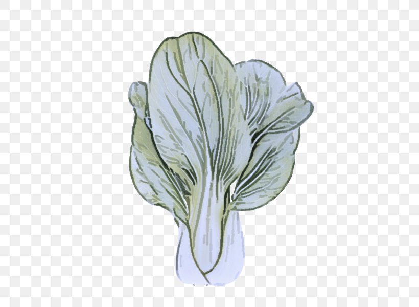 Flower Plant Petal Cabbage Vegetable, PNG, 600x600px, Flower, Cabbage, Drawing, Herbaceous Plant, Leaf Vegetable Download Free