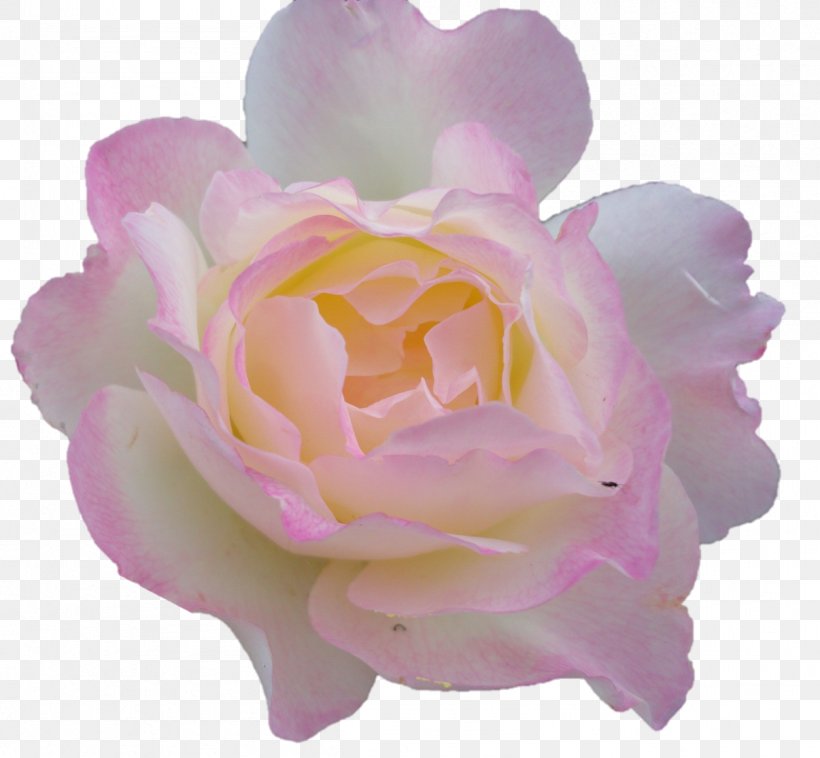 Garden Roses Cabbage Rose Floribunda Peony Cut Flowers, PNG, 1206x1115px, Garden Roses, Cabbage Rose, Cut Flowers, Floribunda, Flower Download Free