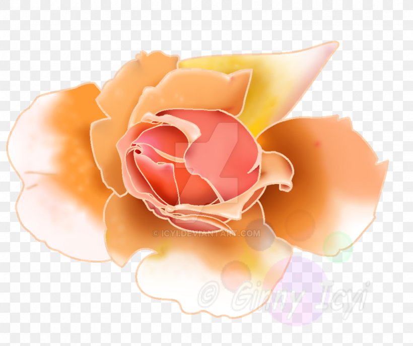 Garden Roses Pink M Petal, PNG, 1024x857px, Garden Roses, Closeup, Flower, Garden, Peach Download Free