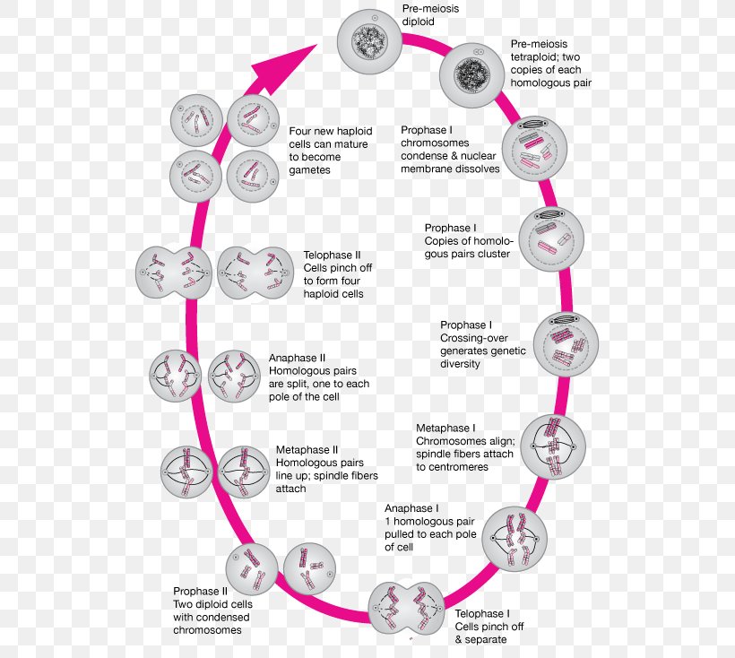 Mitosis And Meiosis Homologous Chromosome, PNG, 525x734px, Meiosis, Body Jewelry, Cell, Chromosomal Crossover, Chromosome Download Free