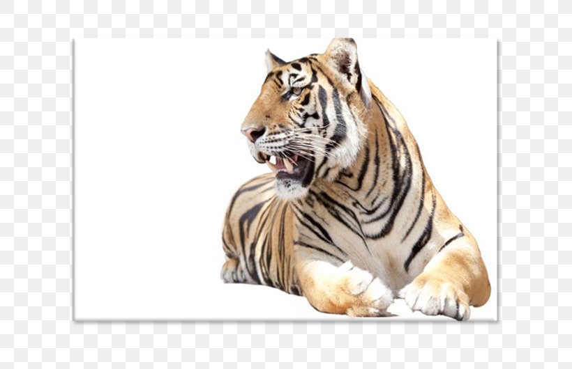 Tiger Royalty-free Stock Photography Installation Art, PNG, 750x530px, Tiger, Art, Big Cats, Canvas Print, Carnivoran Download Free