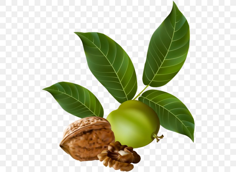 Walnut Drupe Clip Art, PNG, 536x600px, Walnut, Drupe, Eastern Black Walnut, English Walnut, Food Download Free