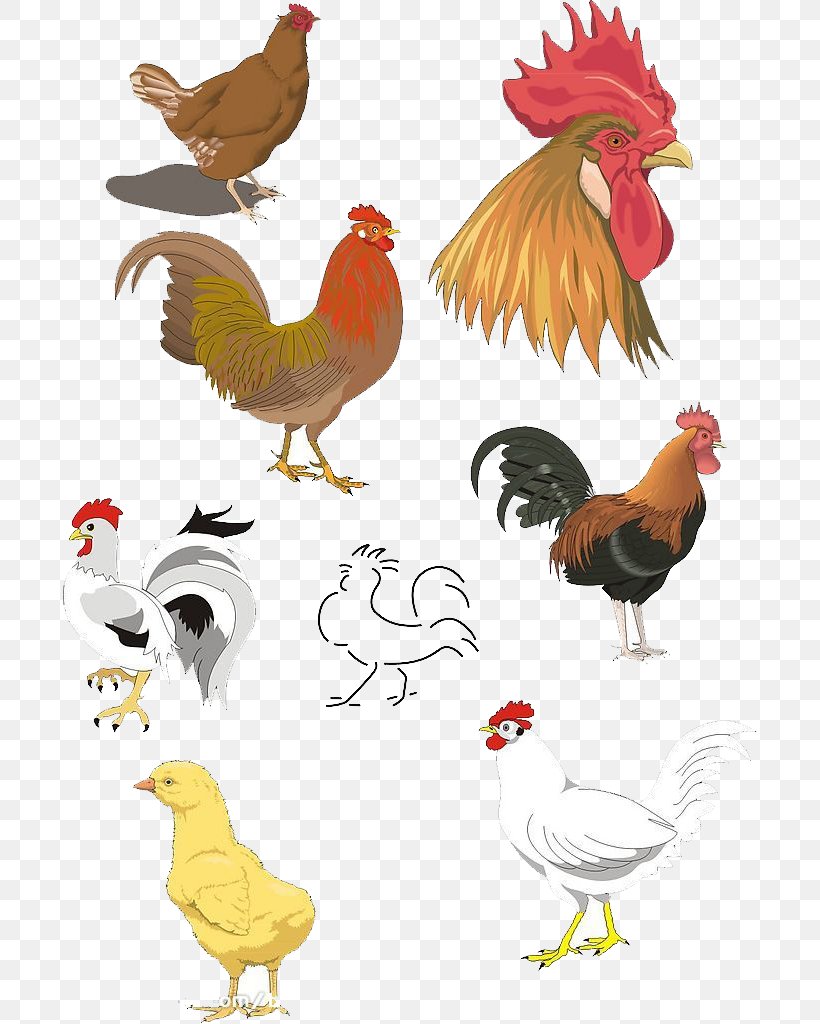 Chicken Rooster Clip Art, PNG, 694x1024px, Chicken, Beak, Bird, Chicken Meat, Fauna Download Free