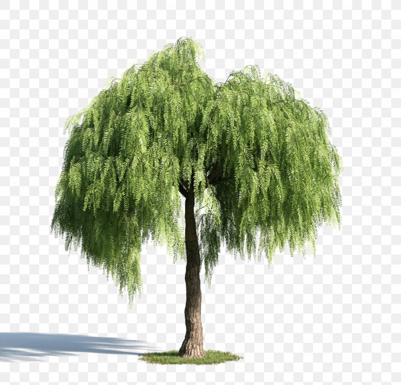 Green Tree Material, PNG, 1024x982px, 3d Computer Graphics, 3d Modeling, Willow, Cottonwood, Evergreen Download Free