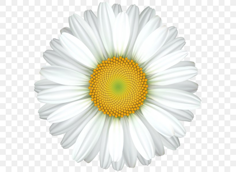 Common Daisy Royalty-free Clip Art, PNG, 588x600px, Common Daisy, Chrysanths, Daisy, Daisy Family, Drawing Download Free