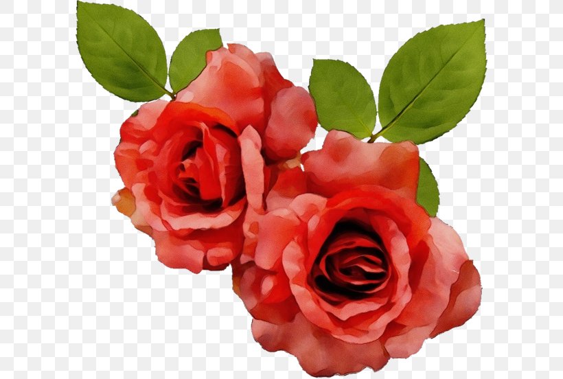 Garden Roses, PNG, 600x552px, Watercolor, Floribunda, Flower, Flowering Plant, Garden Roses Download Free