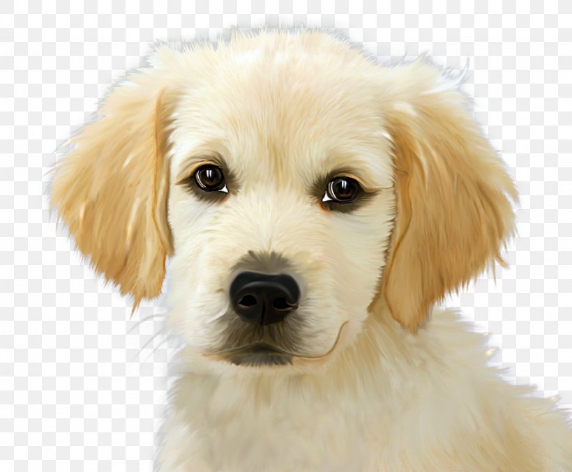 Golden Retriever Puppy Labrador Retriever English Cocker Spaniel, PNG, 1024x846px, Golden Retriever, Baby Angel, Carnivoran, Cavachon, Coat Download Free