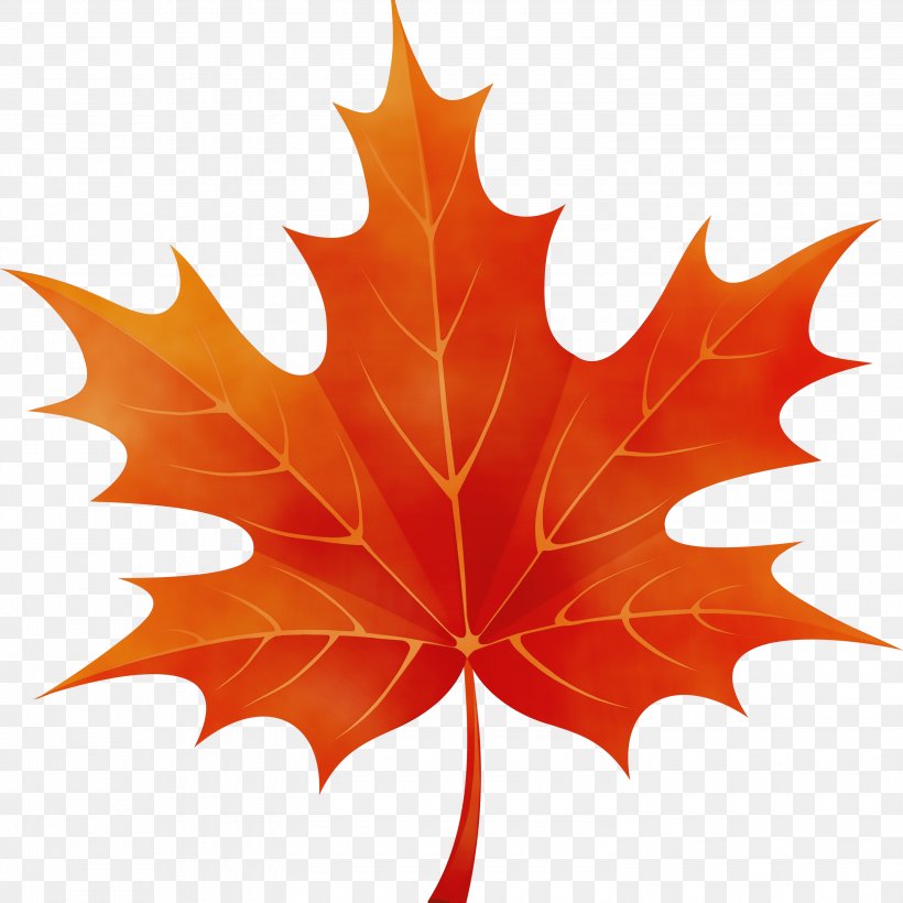 Red Maple Tree, PNG, 3000x3000px, Watercolor, Autumn, Autumn Leaf Color, Black Maple, Deciduous Download Free
