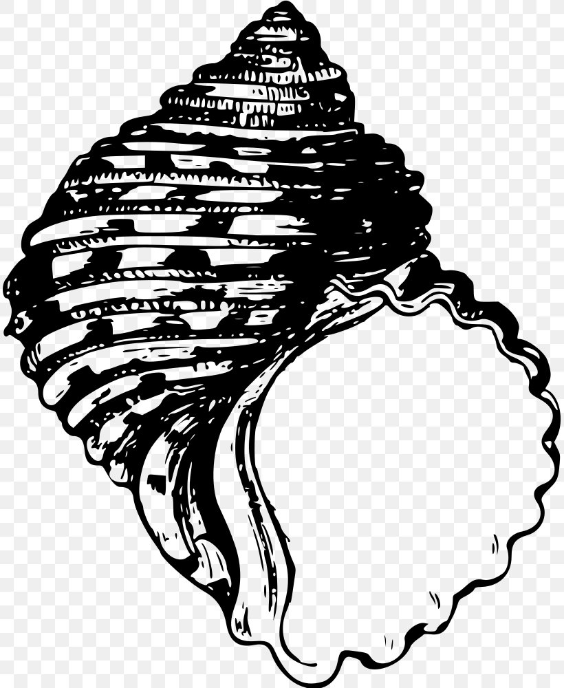 Seashell Clip Art, PNG, 813x1000px, Seashell, Black, Black And White, Conch, Drawing Download Free