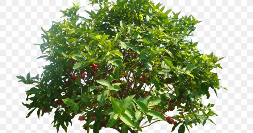 Watery Rose Apple Common Guava Tree Crop Mangifera Indica, PNG, 1200x630px, Watery Rose Apple, Benih, Common Guava, Crop, Durian Download Free