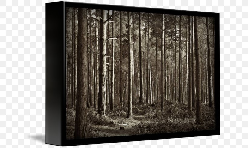 Wood Stain Forest Tree /m/083vt, PNG, 650x489px, Wood, Black And White, Forest, Tree, White Download Free