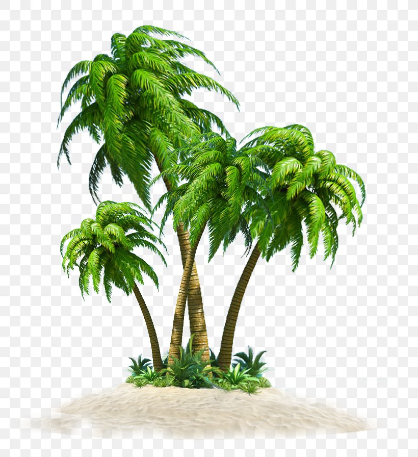 Coconut Tree Computer File, PNG, 798x896px, Coconut, Arecaceae, Arecales, Flowerpot, Grass Download Free