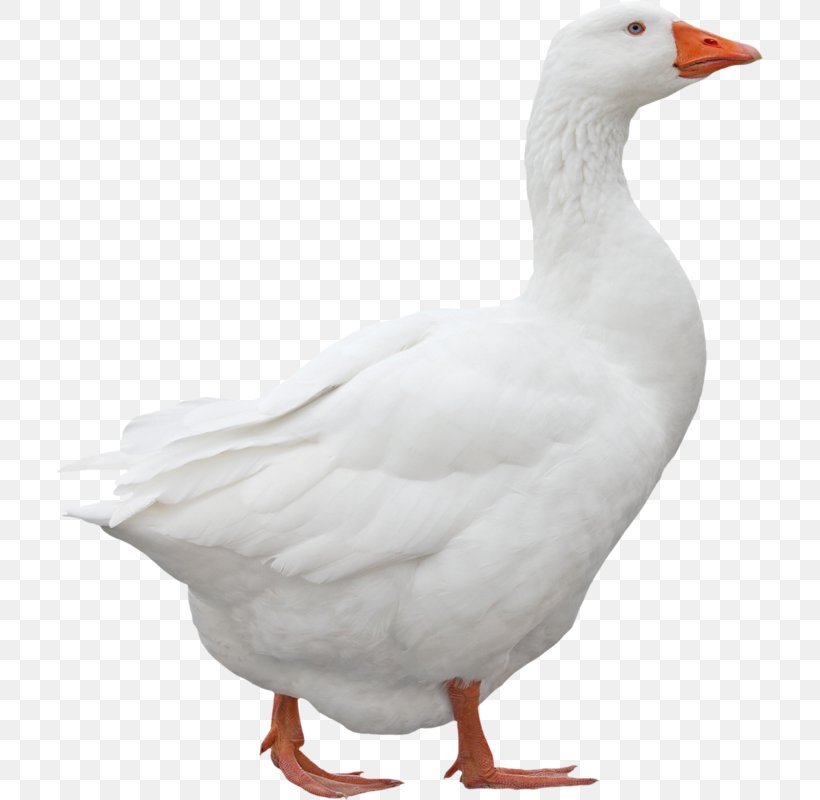 Emden Goose Domestic Goose Ganso Duck, PNG, 707x800px, Emden Goose, Beak, Bird, Domestic Goose, Domestication Download Free