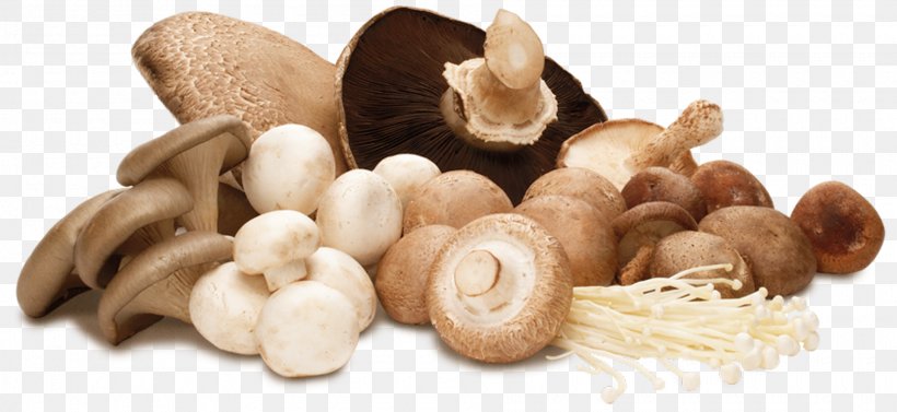 Medicinal Fungi Edible Mushroom Lingzhi Mushroom Common Mushroom, PNG, 1920x885px, Medicinal Fungi, Common Mushroom, Eating, Edible Mushroom, Food Download Free