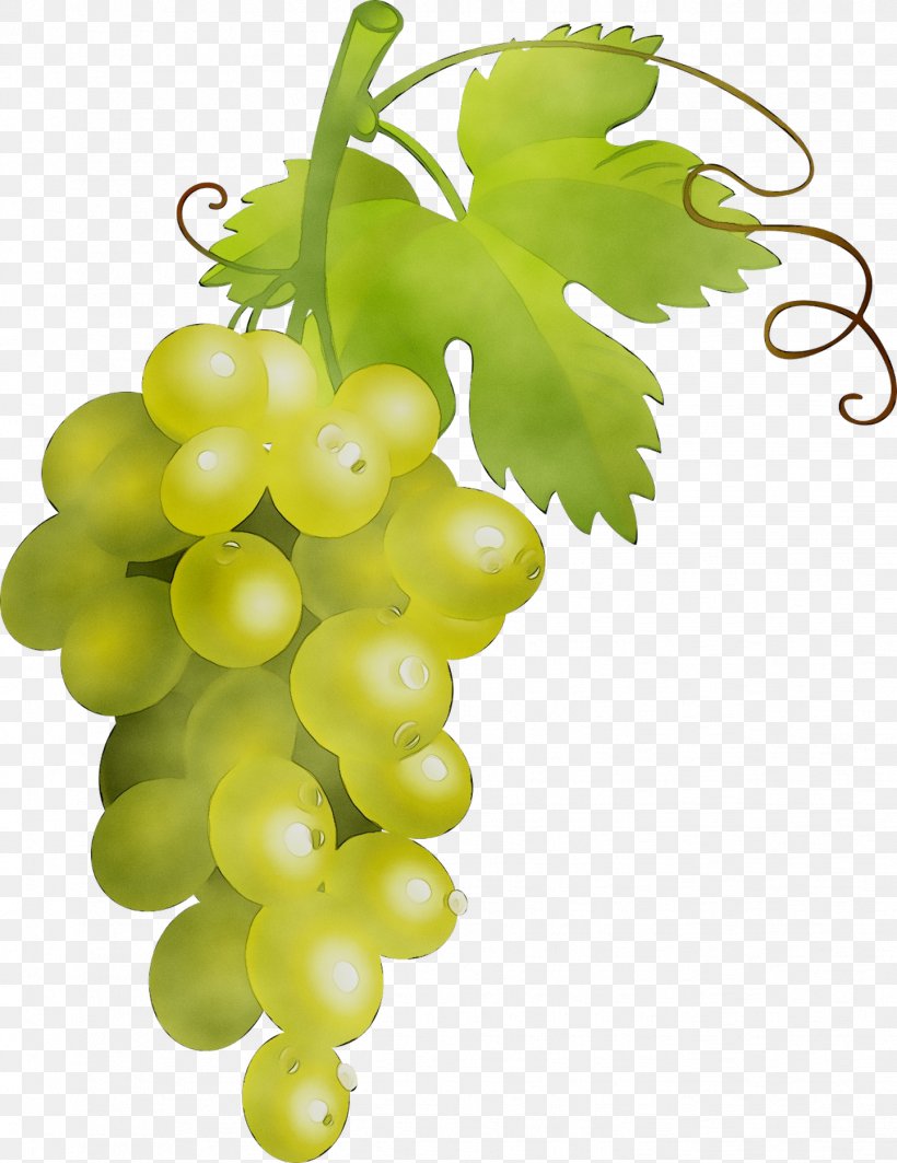 Sultana Common Grape Vine Verjuice Seedless Fruit, PNG, 1443x1871px, Sultana, Common Grape Vine, Currant, Flower, Flowering Plant Download Free