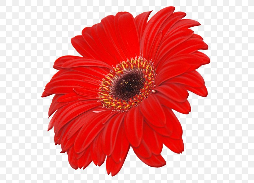 Transvaal Daisy Stock.xchng Common Daisy Stock Photography Clip Art, PNG, 700x590px, Transvaal Daisy, Annual Plant, Asterales, Chrysanths, Color Download Free