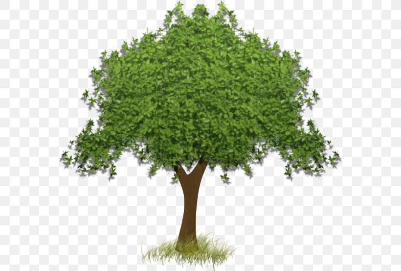 Tree Clip Art, PNG, 582x553px, Tree, Branch, Display Resolution, Evergreen, Grass Download Free