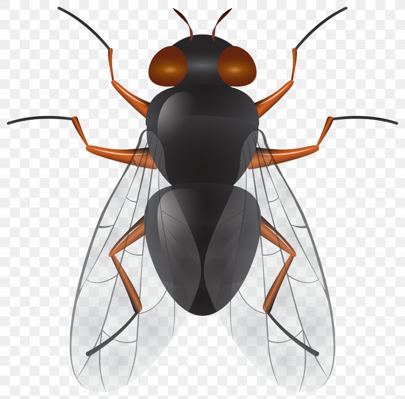 Insect Fly Clip Art, PNG, 8000x7881px, Insect, Arthropod, Beetle, Blog, Fly Download Free