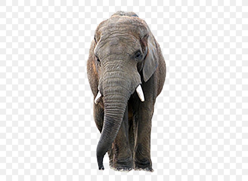 The Elephants Asian Elephant, PNG, 600x600px, Elephants, African Elephant, African Forest Elephant, Asian Elephant, Autocad Dxf Download Free