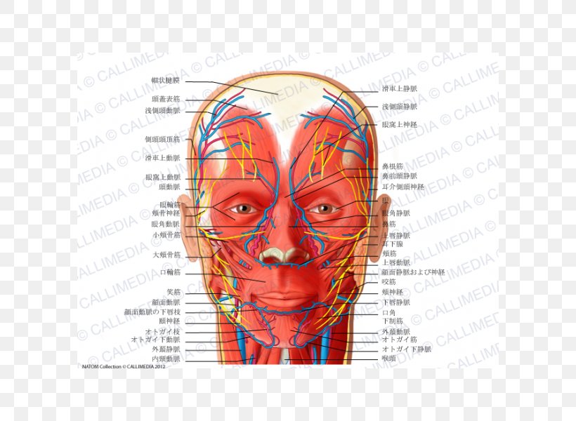 Anatomy Angular Artery Head Neck, PNG, 600x600px, Watercolor, Cartoon, Flower, Frame, Heart Download Free