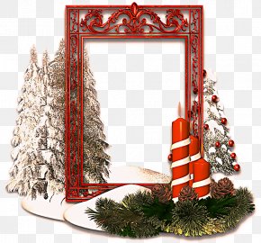Christmas Eve Plant - Christmas And New Year Background PNG