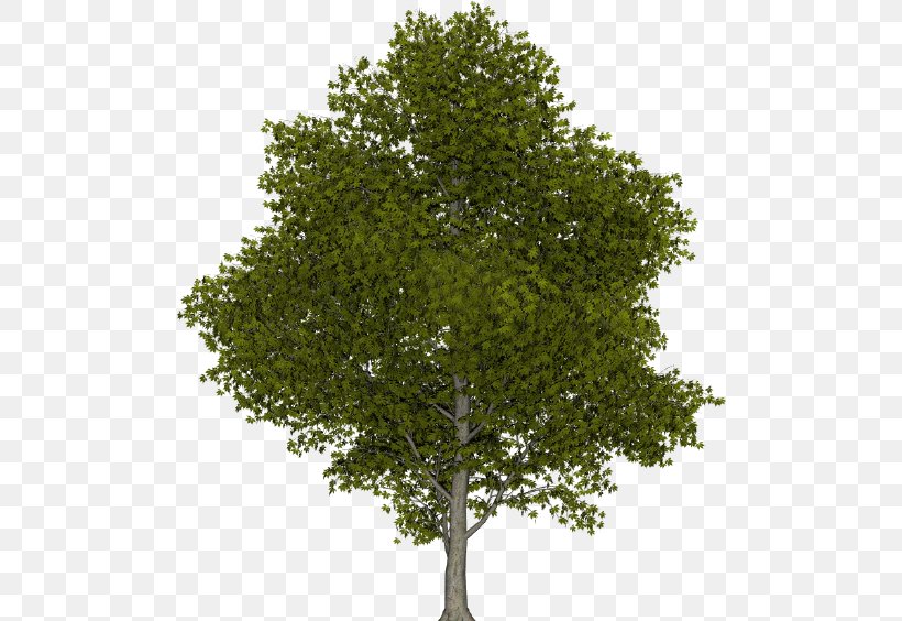 Clip Art Illustration Tree Royalty-free Climate Change, PNG, 500x564px, Tree, Branch, Climate Change, Deciduous, Evergreen Download Free