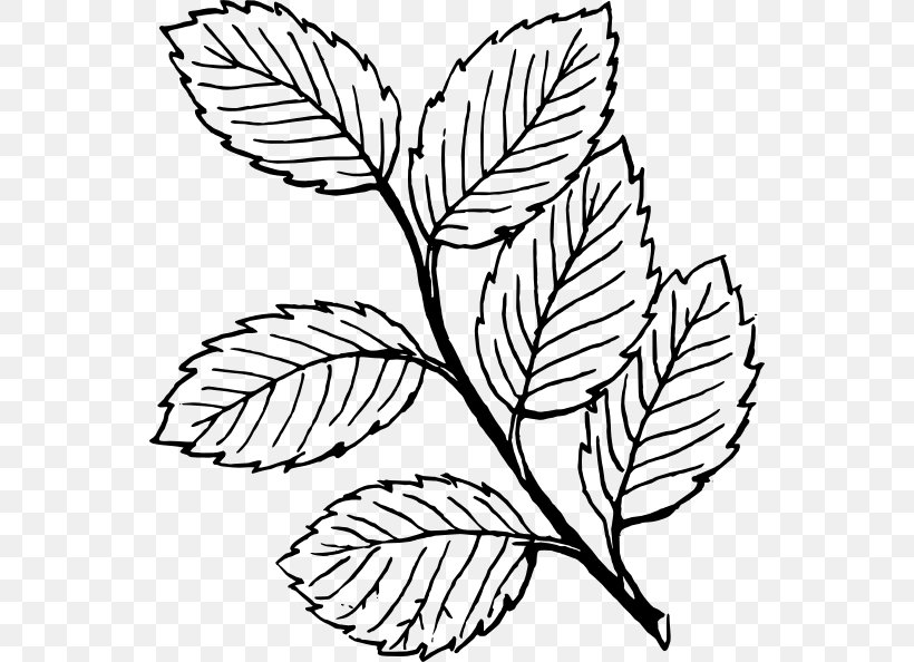 Look At Leaves Autumn Leaf Color Black And White Clip Art, PNG, 552x594px, Look At Leaves, Autumn, Autumn Leaf Color, Black And White, Branch Download Free