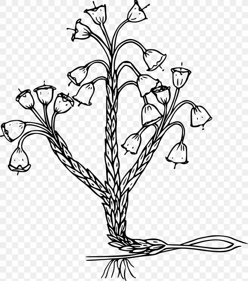 Plant Black And White Clip Art, PNG, 1695x1920px, Plant, Art, Black And White, Branch, Copyright Download Free