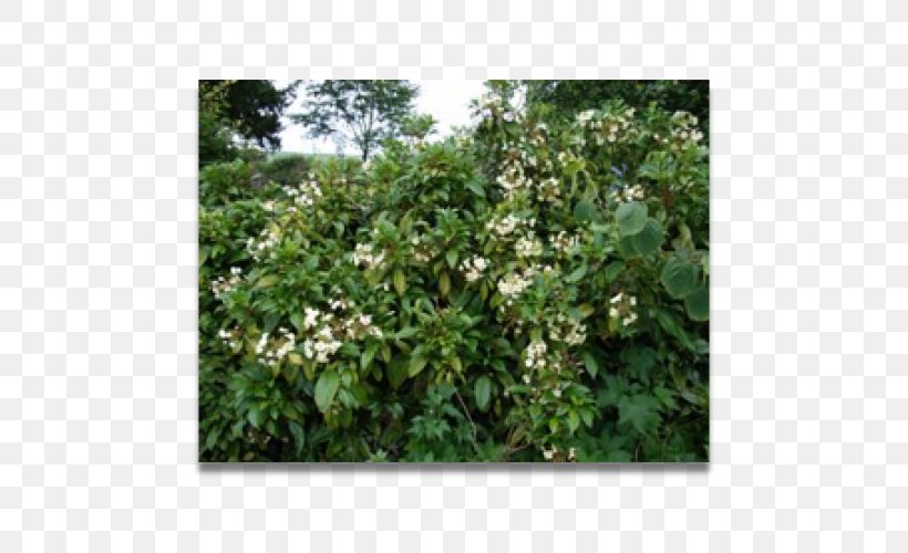Shrub Hydrangea Climbing Jasminum Humile Plant, PNG, 500x500px, Shrub, Climbing, Evergreen, Grass, Herb Download Free