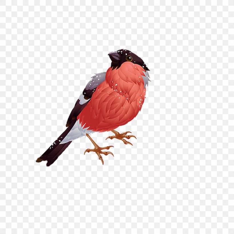 Bird Vector Graphics Royalty-free Stock Photography Clip Art, PNG, 1080x1080px, Bird, Beak, Eurasian Bullfinch, Finch, Perching Bird Download Free