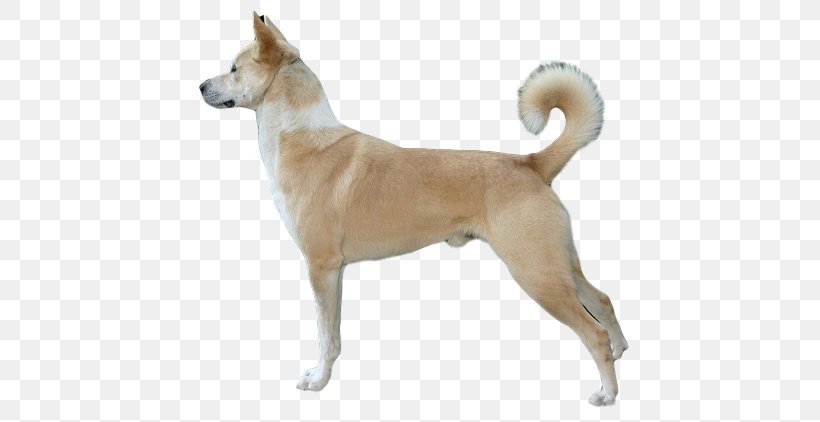 Canaan Dog Carolina Dog Basenji Dog Breed Mudhol Hound, PNG, 600x422px, Canaan Dog, Ancient Dog Breeds, Animal, Basenji, Breed Download Free