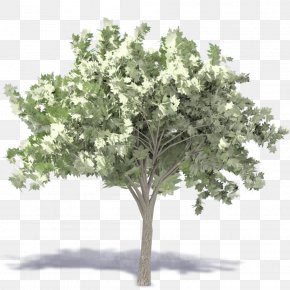Populus Nigra Tree Watercolor Painting Landscape Architecture Png 795x1024px Populus Nigra Architectural Rendering Architecture Branch Cottonwood Download Free