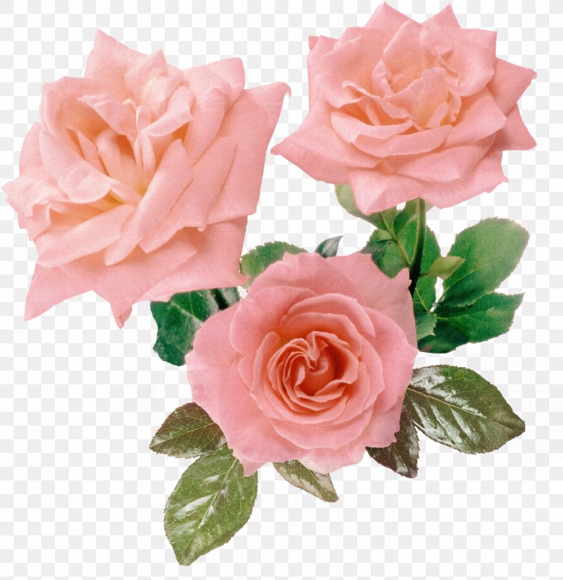 Rosa Gallica Flower Pink Purple, PNG, 2370x2445px, Rosa Gallica, Artificial Flower, Blue Rose, Clock, Color Download Free