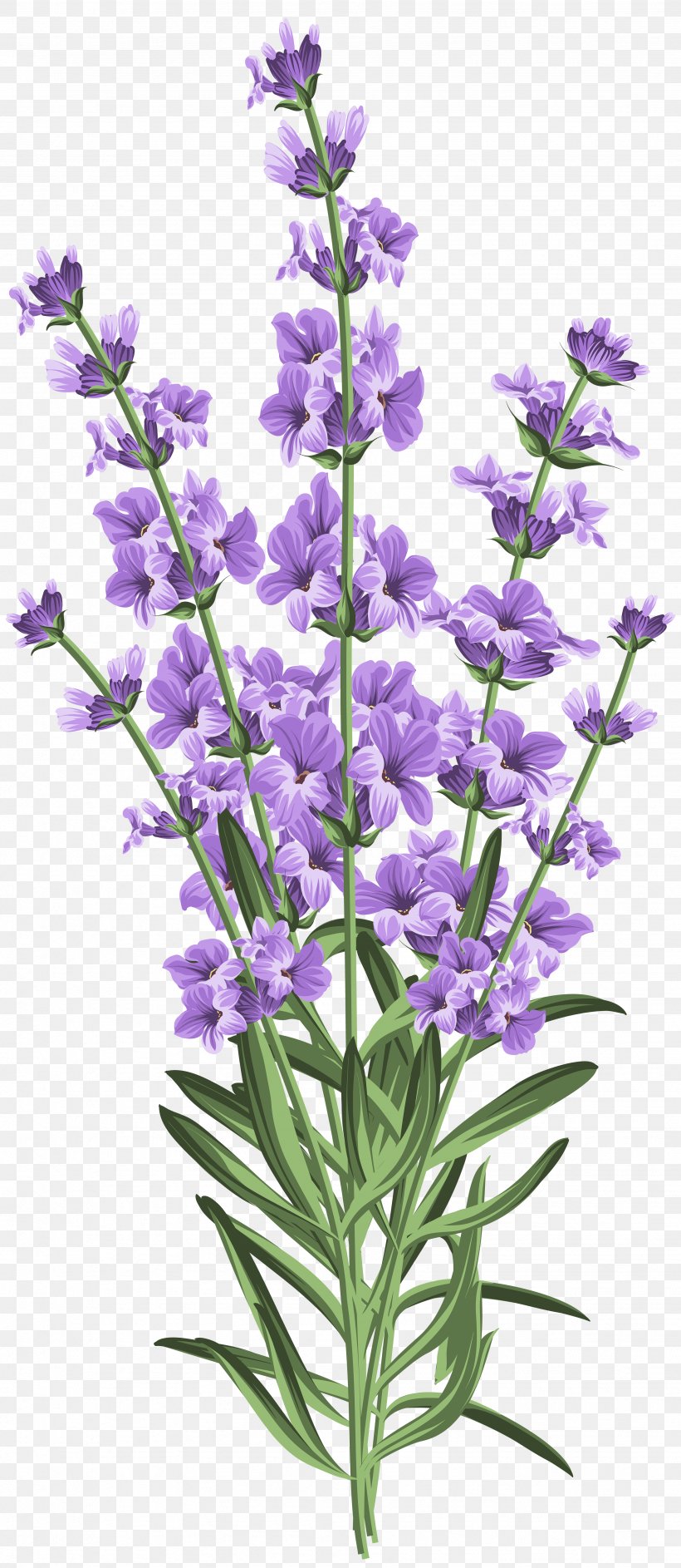 Lavender Flowers Top View Png - Get Images One
