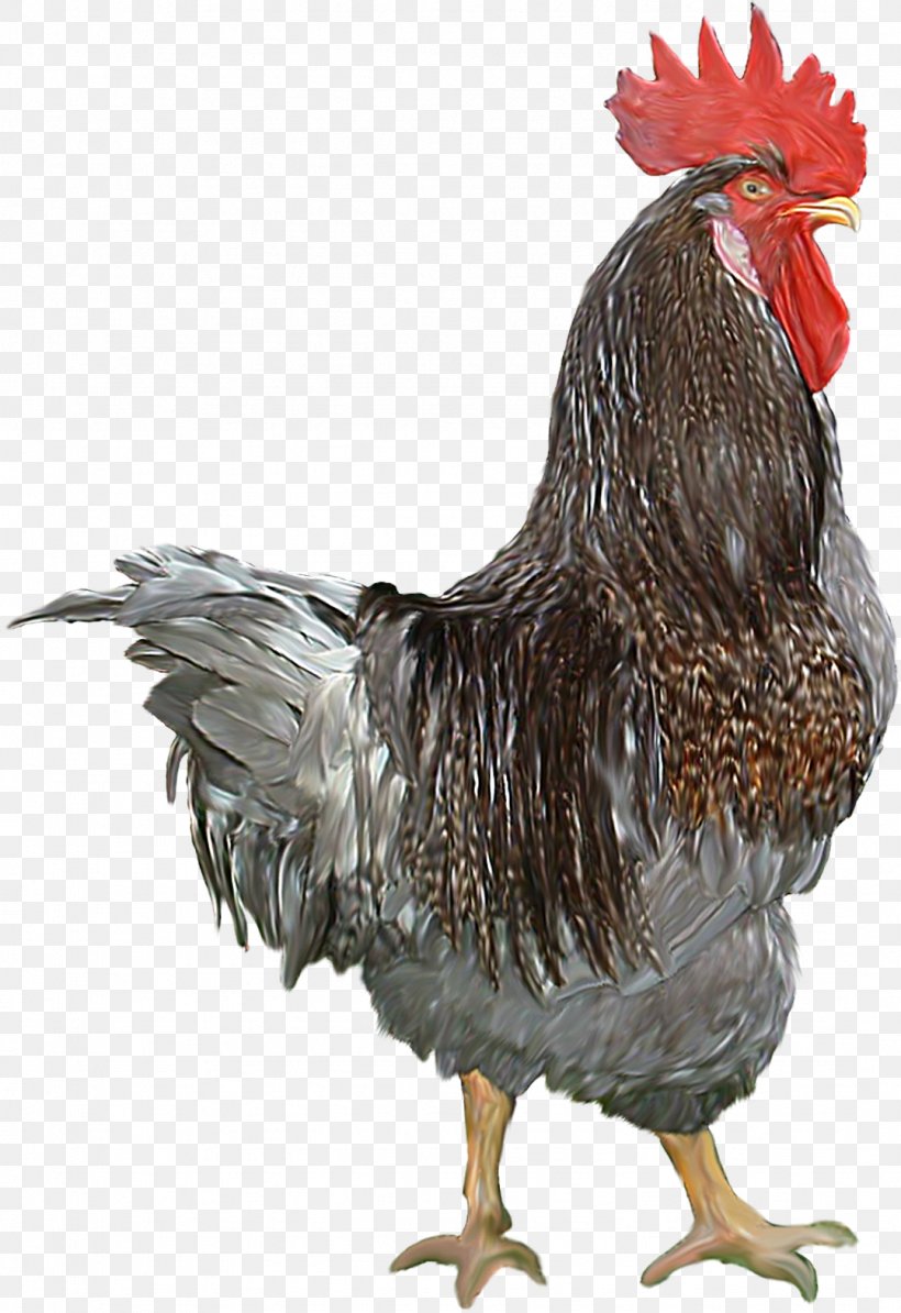 Chicken Bird Rooster Poultry, PNG, 1078x1570px, Chicken, Animal, Beak, Bird, Feather Download Free