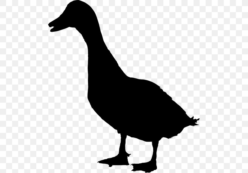 Duck Goose Water Fauna Clip Art, PNG, 501x573px, Duck, American Black Duck, Beak, Bird, Canada Goose Download Free