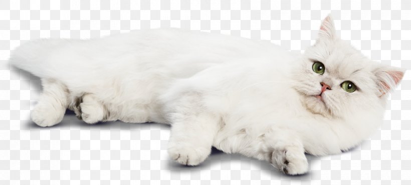 Persian Cat Burmilla Munchkin Cat Asian Semi-longhair Turkish Angora, PNG, 840x380px, Persian Cat, Asian Semi Longhair, Asian Semilonghair, Burmilla, Carnivoran Download Free