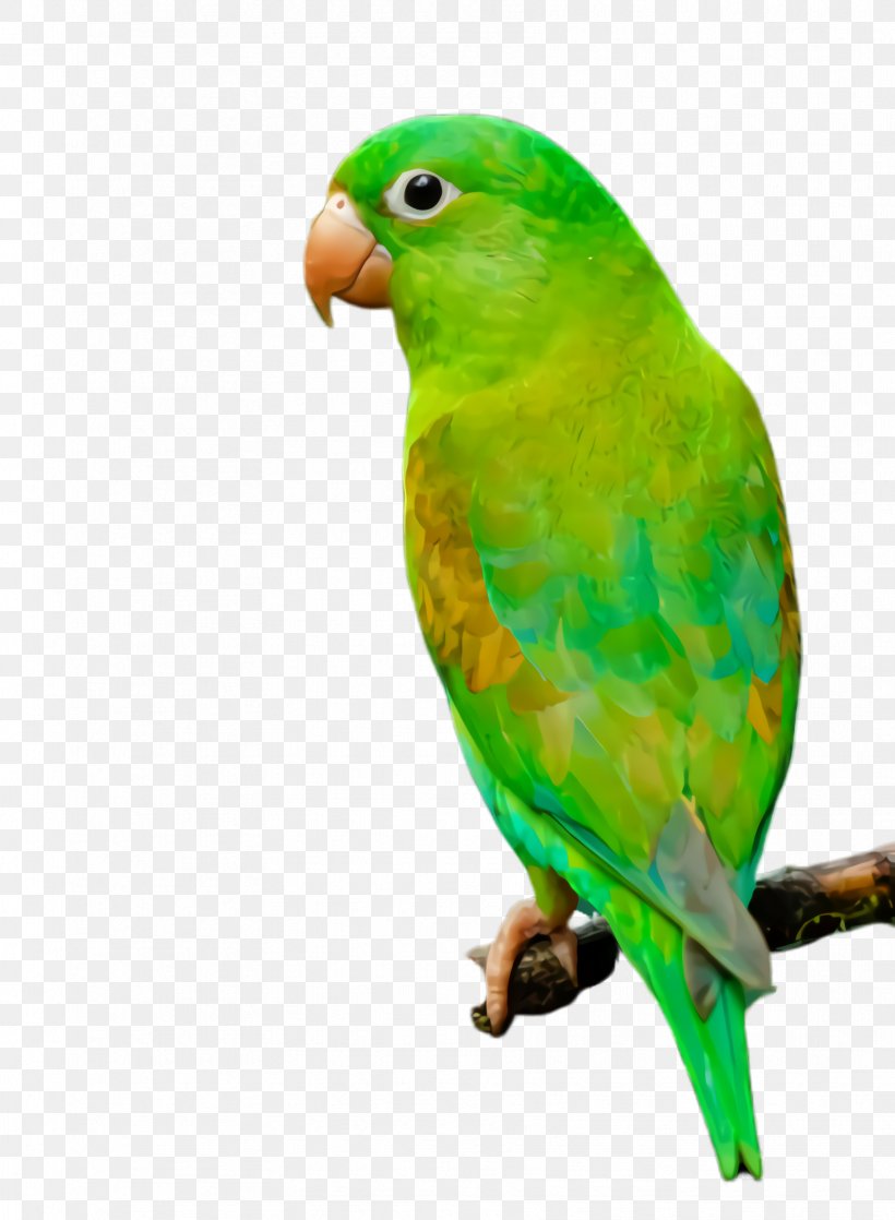 Colorful Background, PNG, 1712x2336px, Parrot, Beak, Bird, Budgie, Colorful Download Free