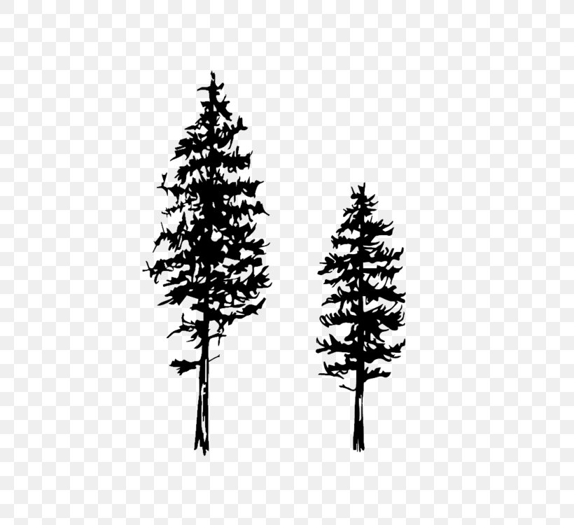 Drawing Fir Conifers Tree Eastern White Pine, PNG, 750x750px, Drawing, Black And White, Branch, Chilgoza Pine, Christmas Decoration Download Free