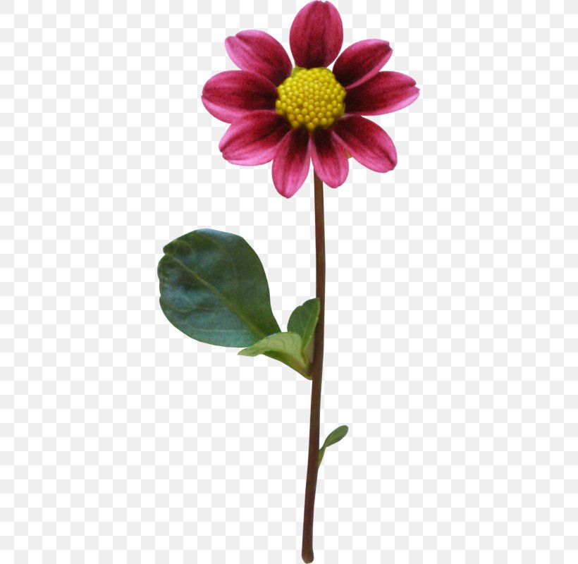 Dahlia Flower, PNG, 373x800px, Dahlia, Cut Flowers, Daisy Family, Flower, Flowering Plant Download Free