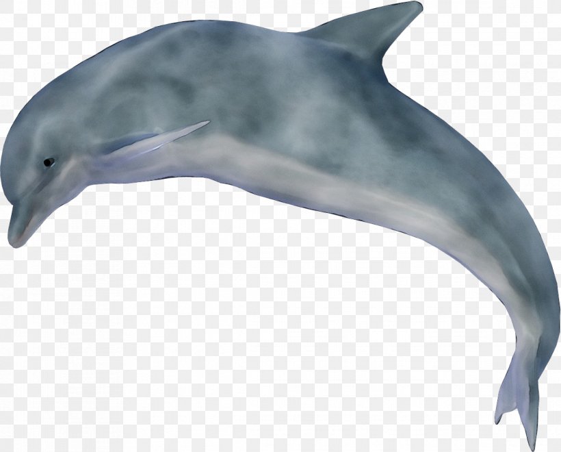 Dolphin Cartoon, PNG, 1164x938px, Striped Dolphin, Animal Figure, Beak, Bottlenose Dolphin, Cetacea Download Free