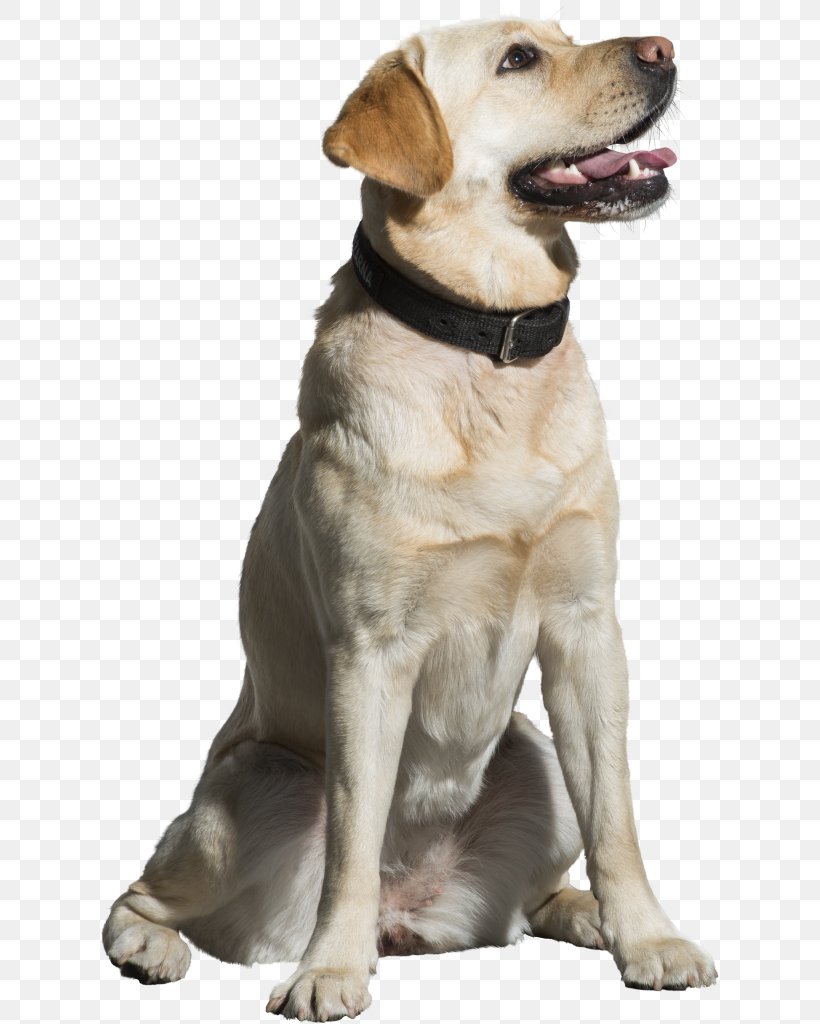 Golden Retriever Background, PNG, 626x1024px, Labrador Retriever, Ancient Dog Breeds, Bark, Collar, Companion Dog Download Free