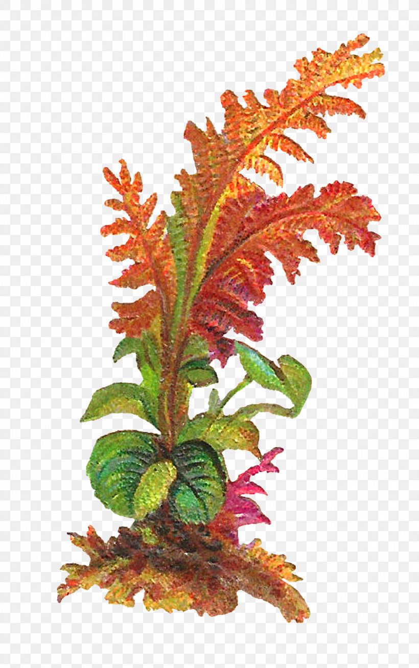 Leaf Plant Clip Art, PNG, 1003x1600px, Leaf, Antique, Aquarium Decor, Art, Autumn Leaf Color Download Free
