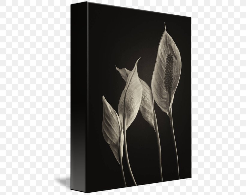 Peace Lily Fine Art Photography Work Of Art, PNG, 468x650px, Peace Lily, Art, Black And White, Discover Card, Fine Art Download Free