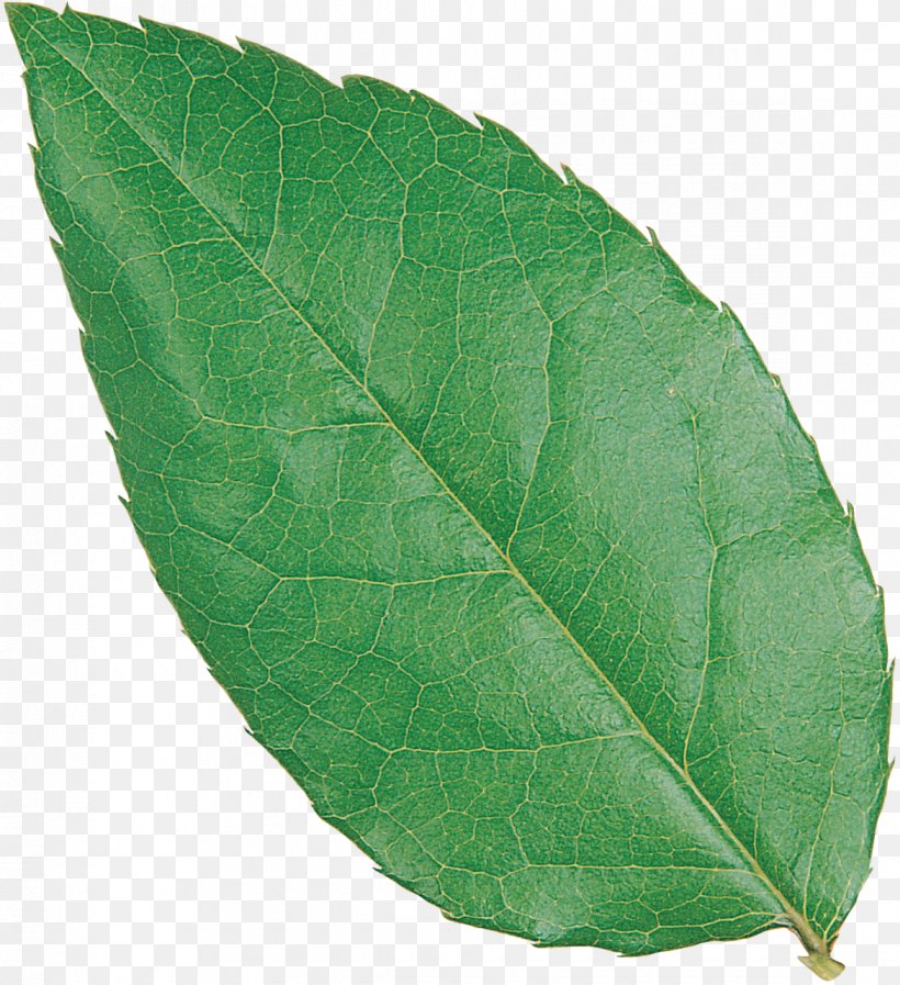 Plant Pathology Leaf, PNG, 1170x1280px, Plant Pathology, Leaf, Pathology, Plant Download Free