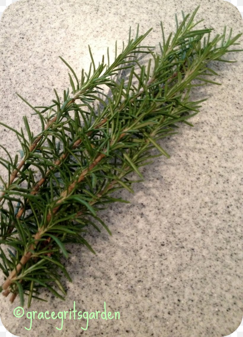 Rosemary, PNG, 1152x1600px, Rosemary, Conifer, Cypress Family, Evergreen, Grass Download Free