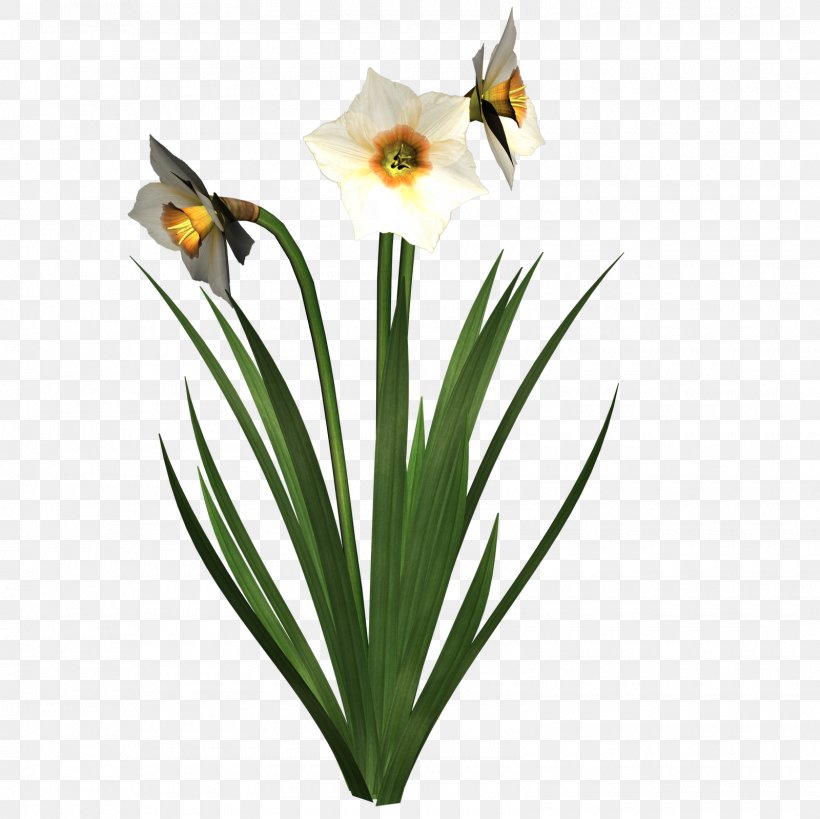 Daffodil I Wandered Lonely As A Cloud Clip Art, PNG, 1600x1600px, Daffodil, Amaryllis Family, Black And White, Cut Flowers, Display Resolution Download Free