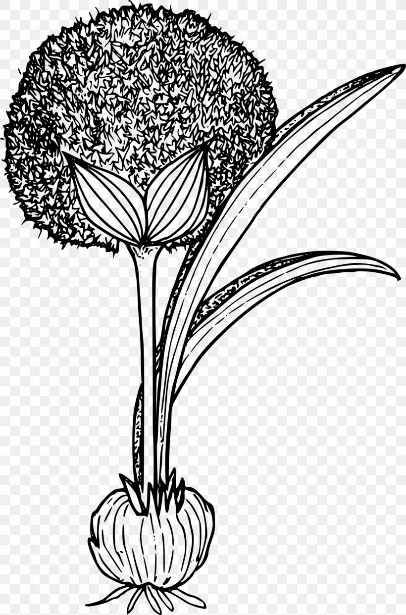 Plant Clip Art, PNG, 1267x1920px, Plant, Artwork, Black And White, Cut Flowers, Flora Download Free